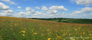Wiese mit Sauerampfer und Wiesen-Pippau, Eifel, Panoramafoto