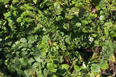 Winterkresse (Barbarea vulgaris)